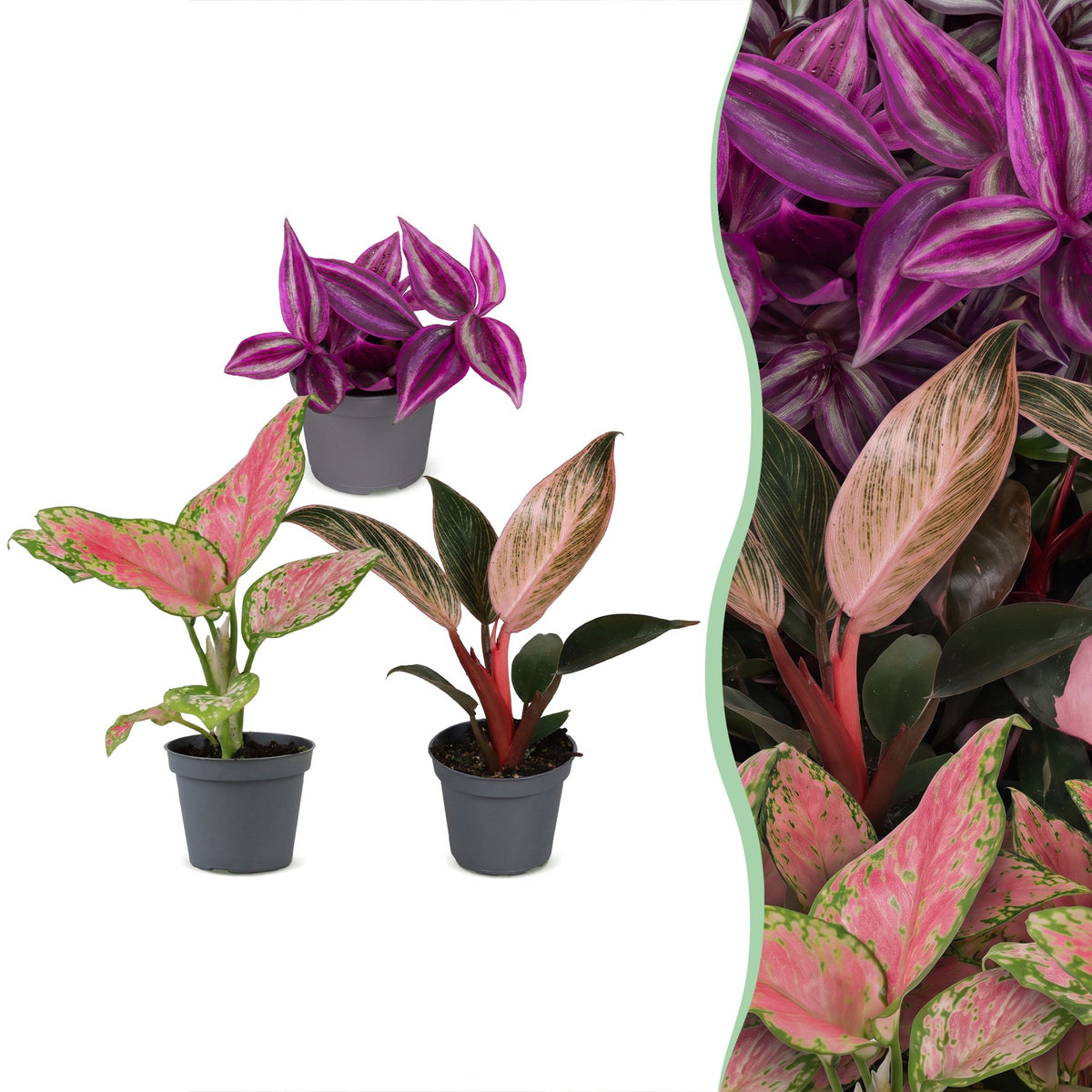 3x Baby Paradise Mix - Diversen - Tropisch - Ø6cm - ↕10-15cm