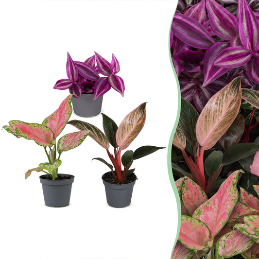3x Baby Paradise Mix - Misto - Tropicale - Ø6cm - ↕10-15cm