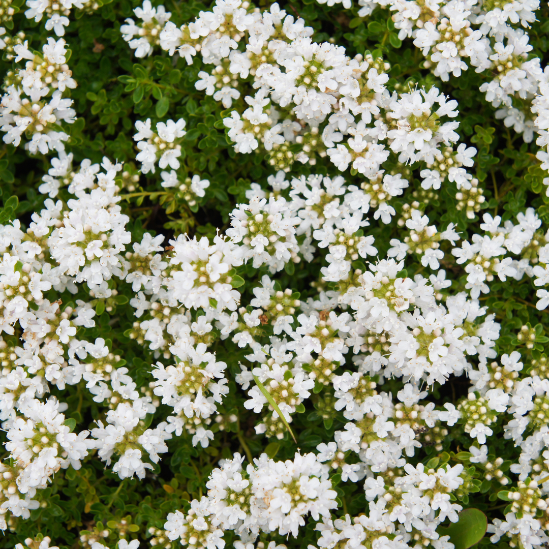48x Thymus praecox 'Albiflorus' - ↕10-25cm - Ø9cm