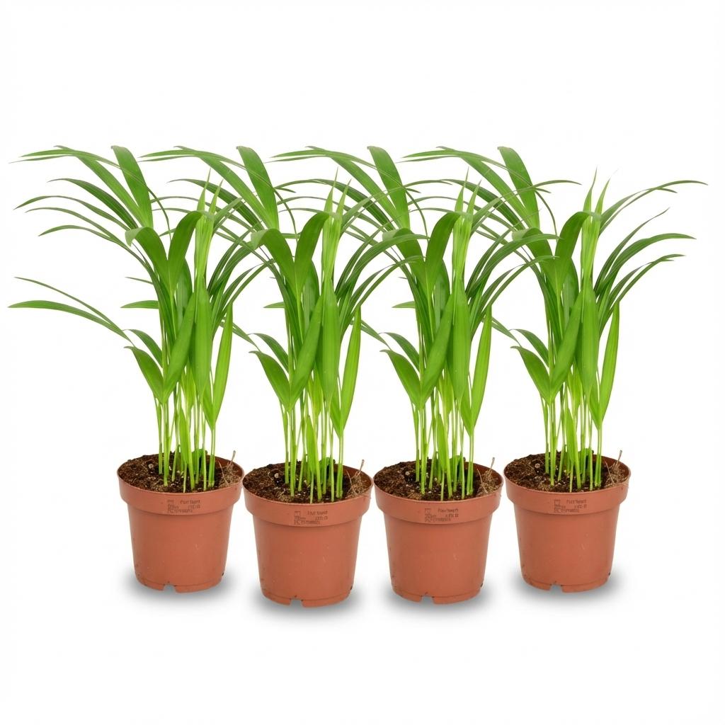 4x Areca Dypsis Lutescens Goudpalm - Ø 12 cm - Hoogte: 40 cm