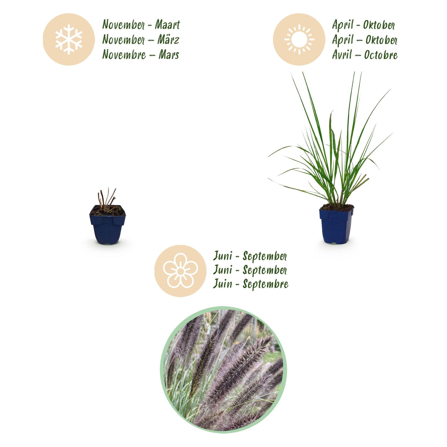 Grasses - Pennisetum alopecuroides 'Black Beauty' - Fountain Grass - With Plume - Green - 1 Plant - 11cm Pot - 15-25cm Height