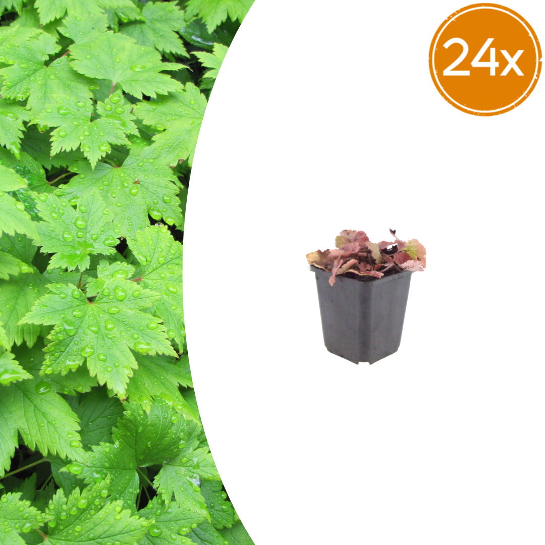 24x Foamflower - ↕10-25cm - Ø9cm