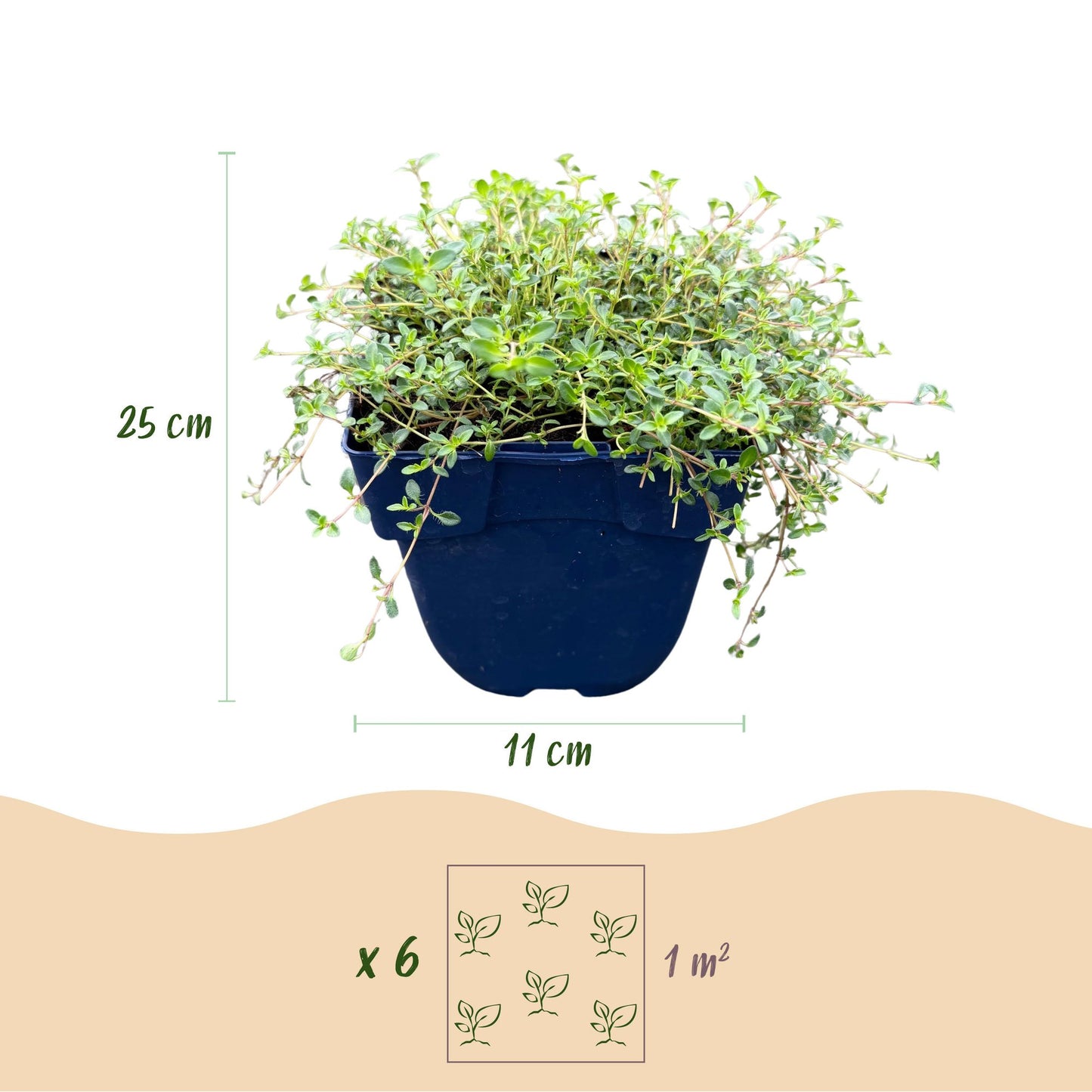 Vasteplant - Thymus Tricolour - Tym - Bodembedenkend - Roze - Rood - Wit - 24 Planten - Pot 11cm - Hoogte 15-25cm