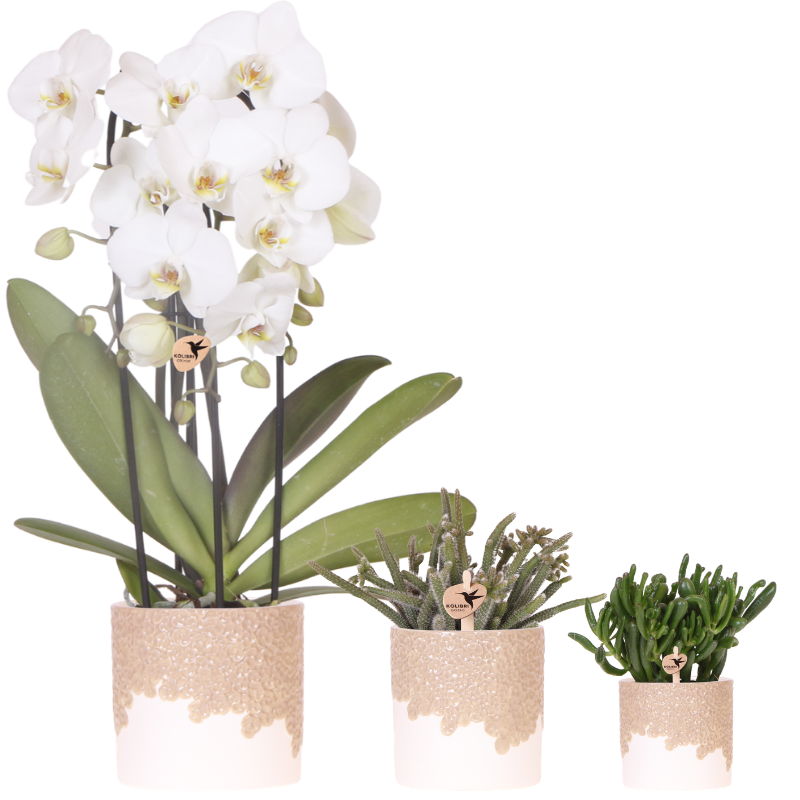 Kolibri Company | Bloom Sand Plant Set | White Niagara Falls Orchid 12cm + Green Plants incl. Bloom Sand Pots