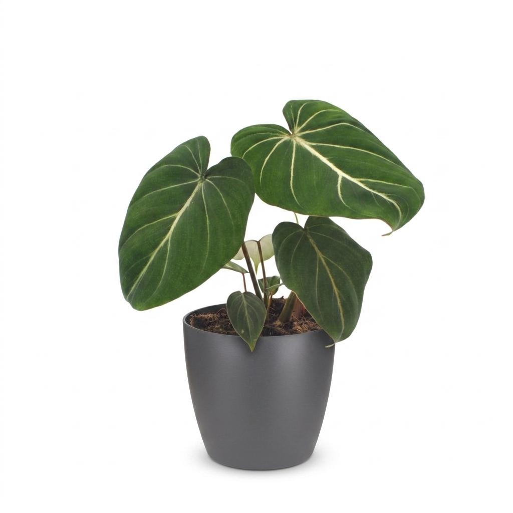 Philodendron Gloriosum - Glorious Philodendron - 1 Plant - with Grey Pot - Pot 12cm - Height - 25cm
