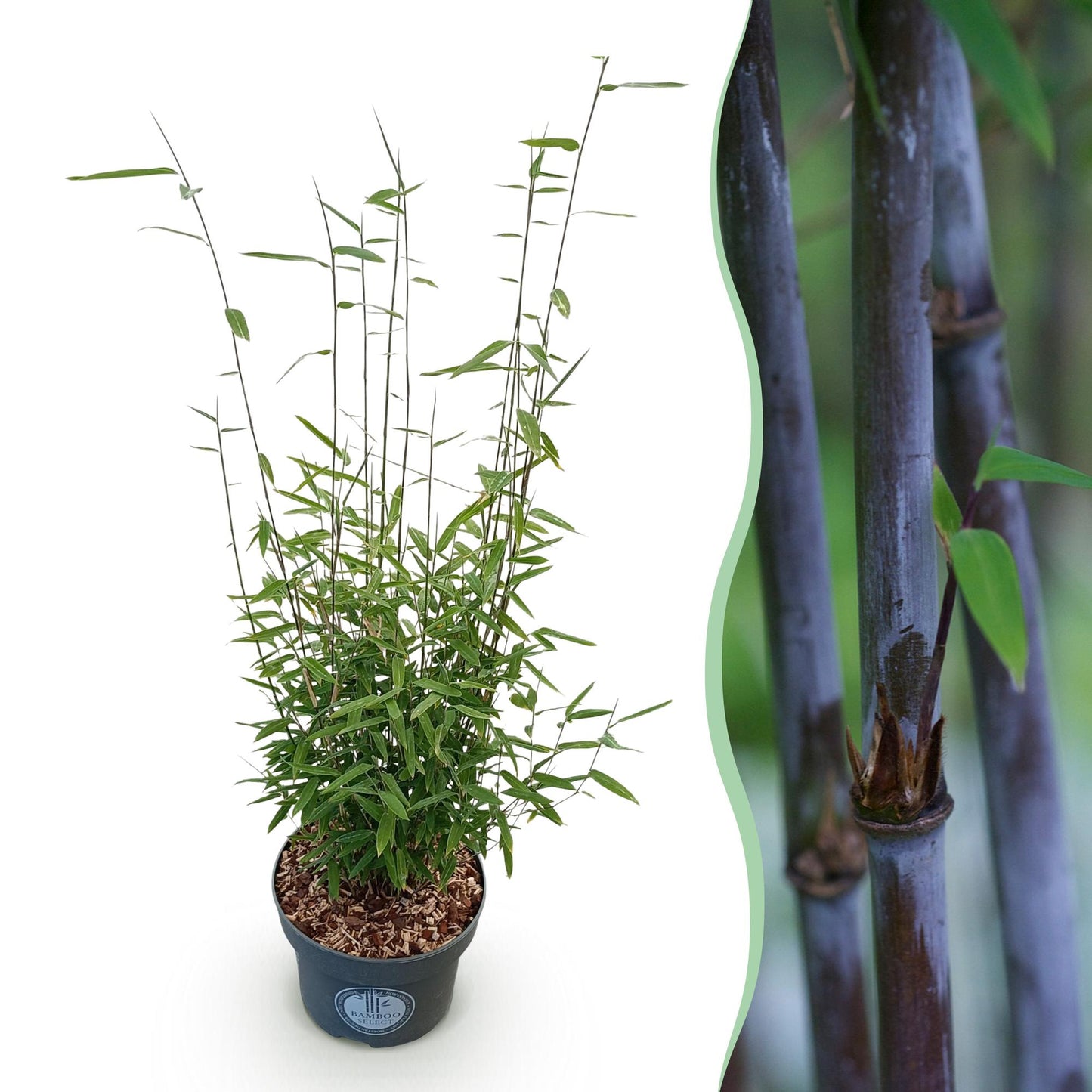 Grasses - Fargesia nitida Black Dragon - Non-invasive Bamboo - Evergreen - Green - 1 Plant - Pot 23 cm - Height 80 cm