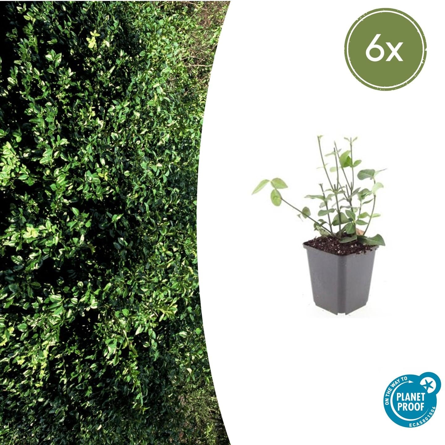 6x Euonymus forte. 'Coloratus' - ↕10-25cm - Ø9cm