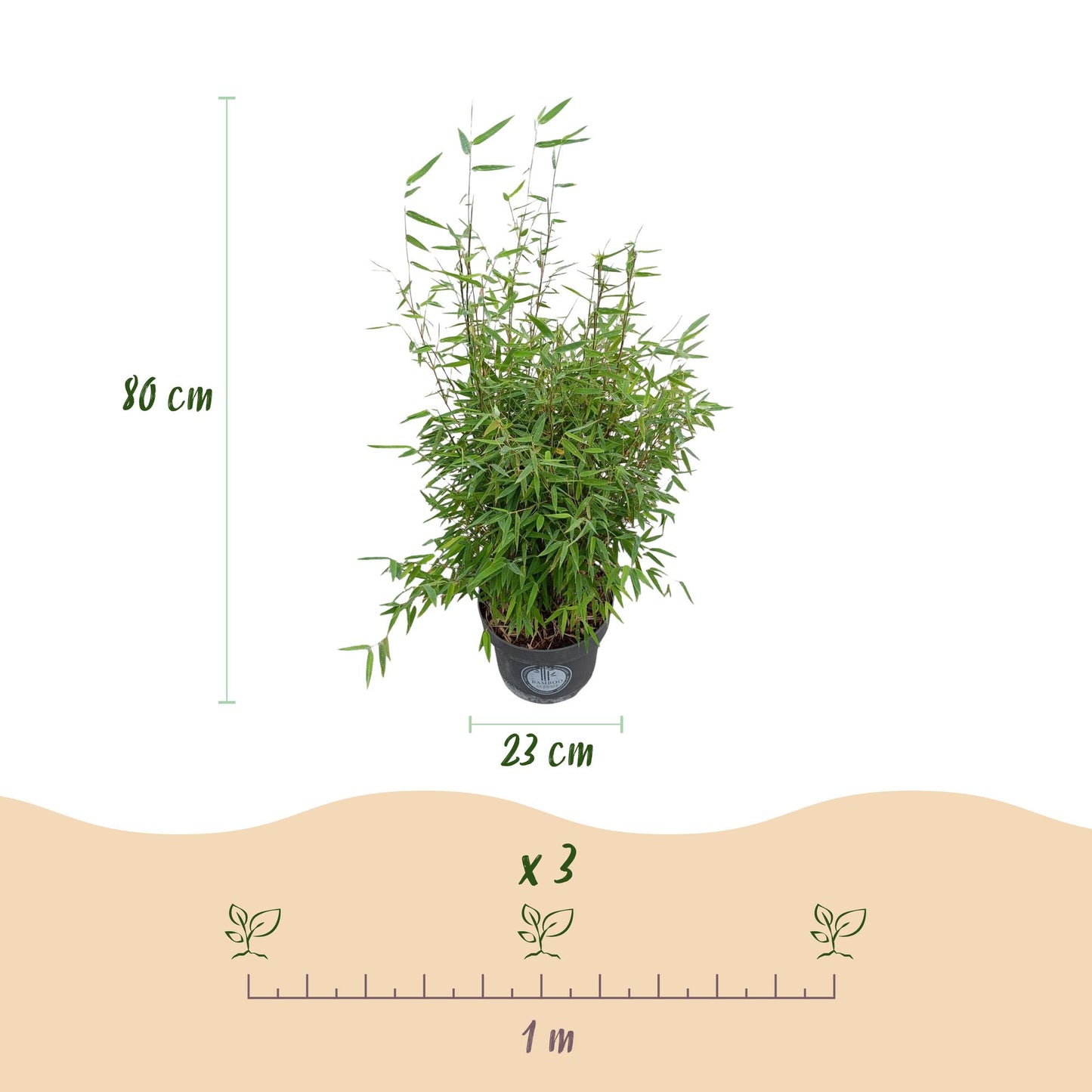 Graminacee - Fargesia nitida Red Dragon - Bambù non invasivo - Sempreverde - Verde - 1 Pianta - Vaso 23 cm - Altezza 80 cm