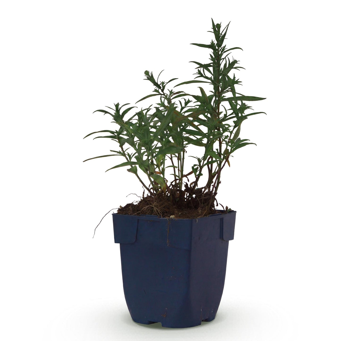 Perennial - Aster (D) Mediterranean - Sea Aster - Bee and Butterfly Attractor - Purple - 1 Plant - Pot 11cm - Height 15-25cm