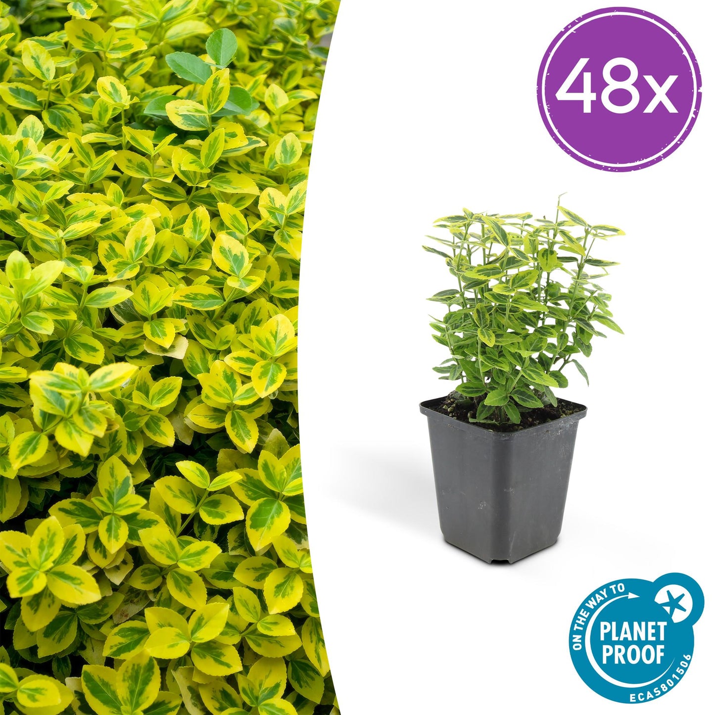 48x Euonymus fort. 'Emerald 'n Gold' - ↕10-25cm - Ø9cm
