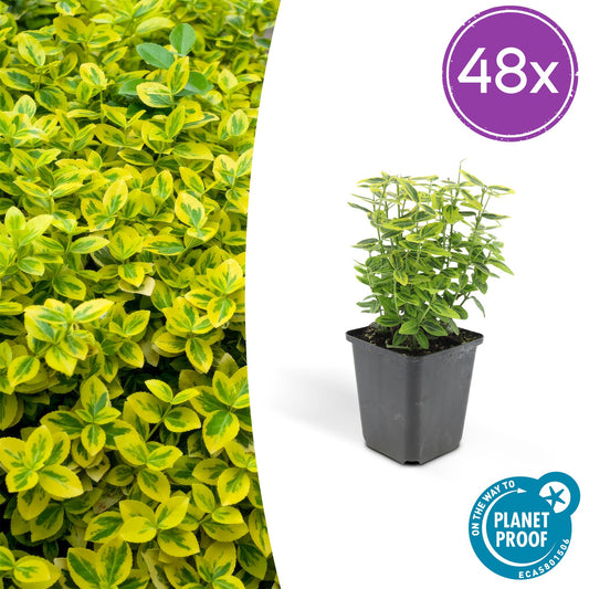 48x Euonymus fort. 'Emerald 'n Gold' - ↕10-25cm - Ø9cm