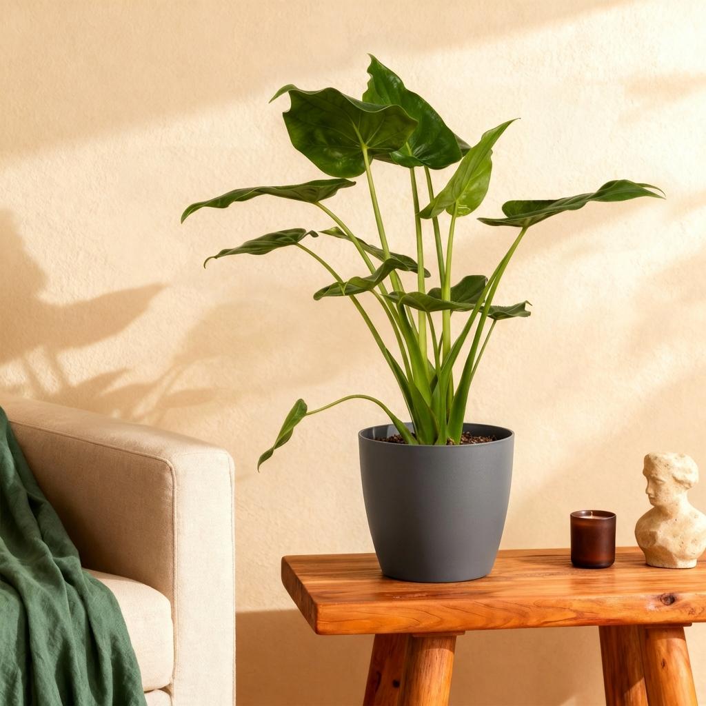 Green boutiQ - Houseplants - Alocasia Cucullata - Buddha's Hand - Low maintenance - Green - 1 Plant - with Potter Grey - Pot 21cm - Height 65-70cm