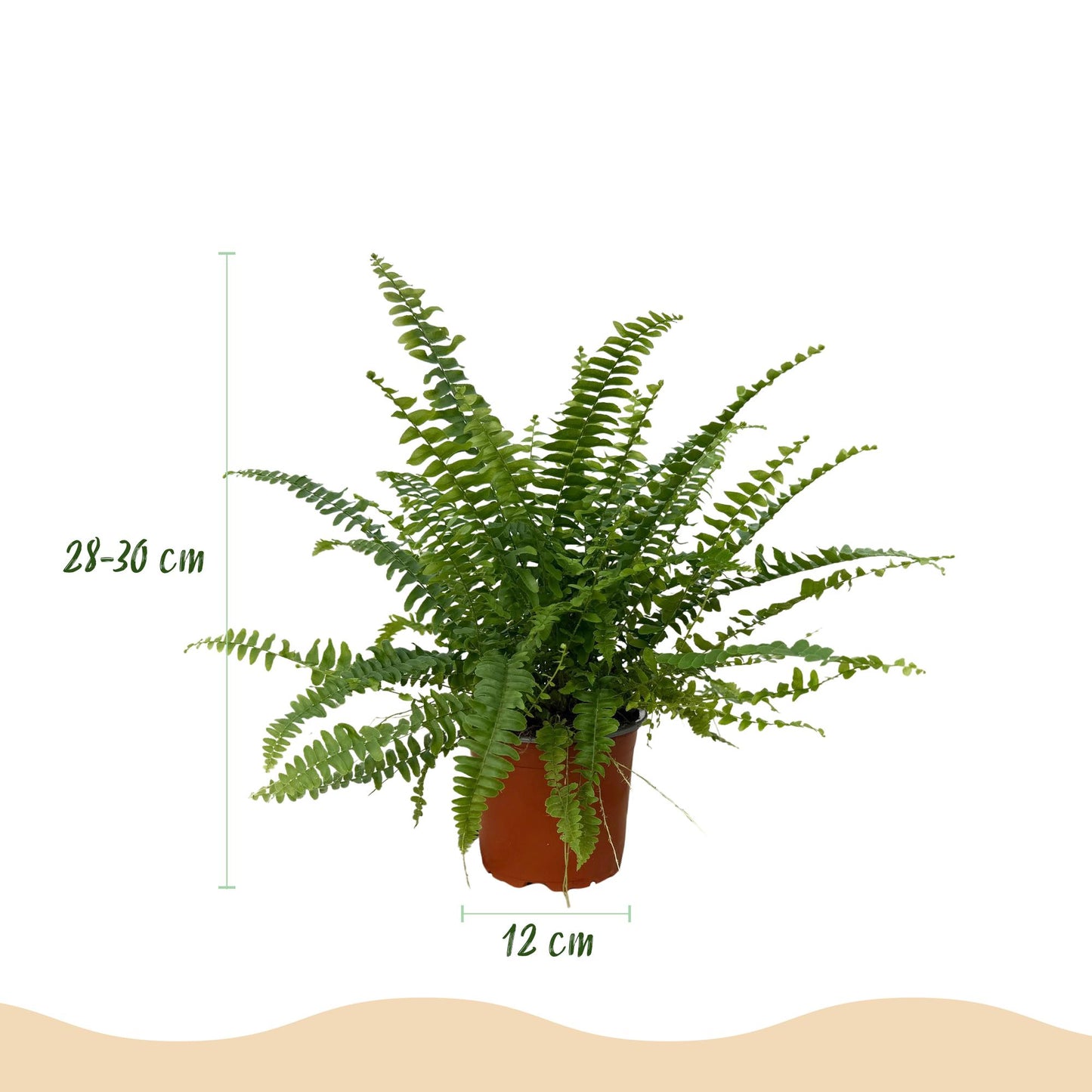 Kamerplant - Nephrolepsis exaltata Green Lady - Varen - Huisdiervriendelijke Plant - Groen - 4 Planten - met Potter Grijs - Pot 12cm - Hoogte 25cm
