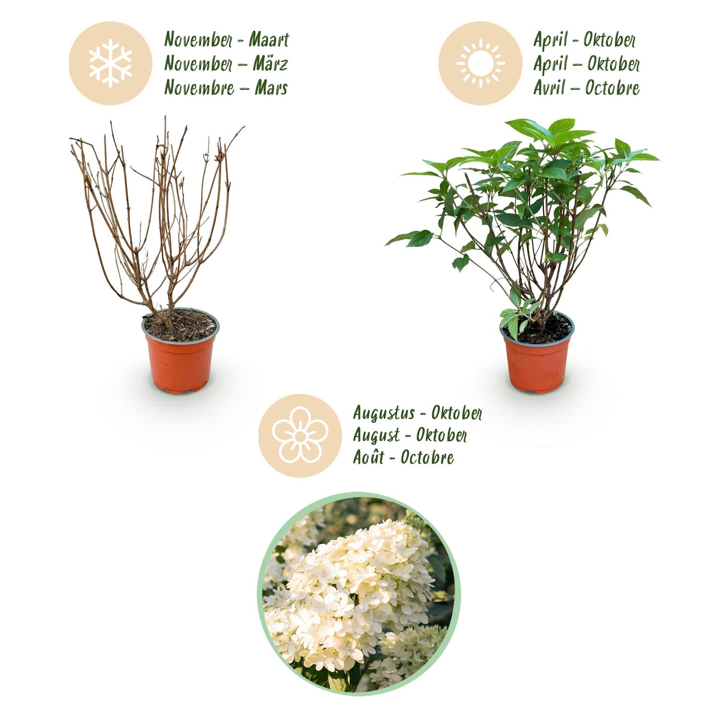 Tuinplant - Hydrangea panniculata Limelight - Pluimhortensia - Winterhard - Lime Groen - 1 Plant - Pot 12cm - Hoogte Hoogte 20-30cm