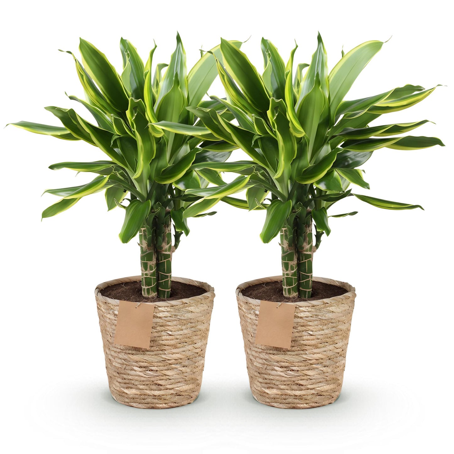 Green BoutiQ - Green is... Houseplants - Dracaena fragrans Golden Coast - Dragon Blood Tree - Low maintenance - with basket - Green - 2 Plants - Pot 17cm - Height 50-55cm