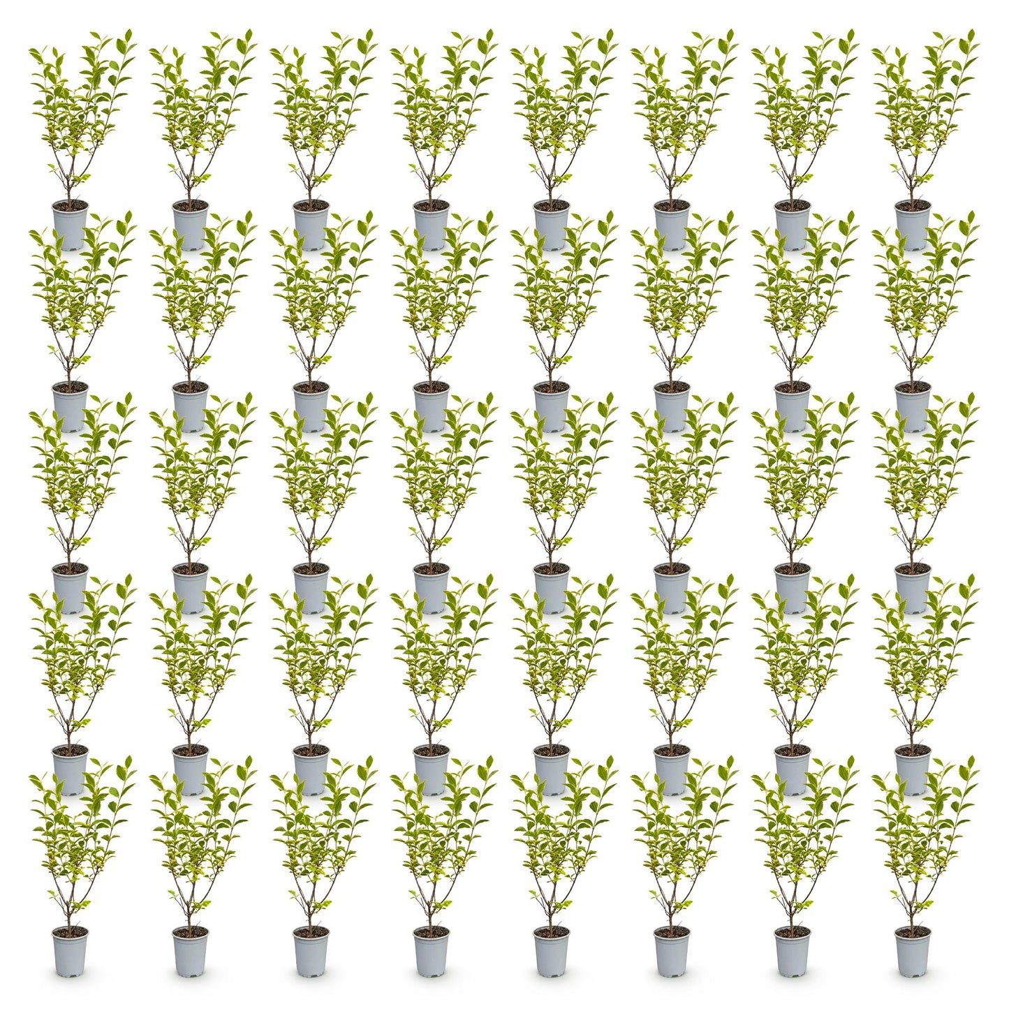 Green boutiQ - 40x Ligustrum ovalifolium Aureum - Variegated Privet - Hedge Plants - Evergreen - Variegated - Pot 9cm - Height 35-45cm