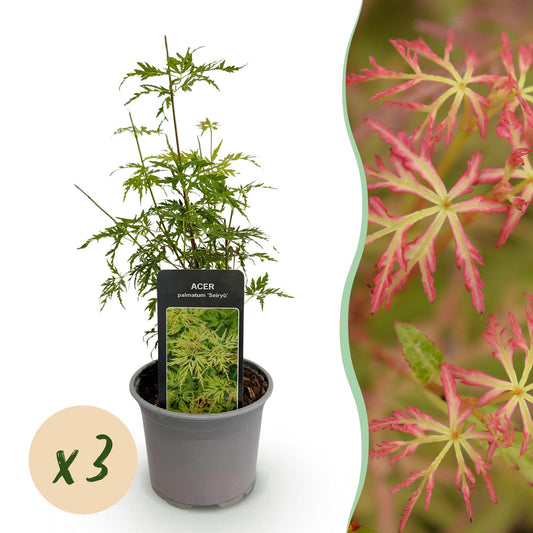 Garden plant - Acer palmatum Seiryu - Green 3 Plants - Deciduous - Low Maintenance - Pot 12cm Height 35cm