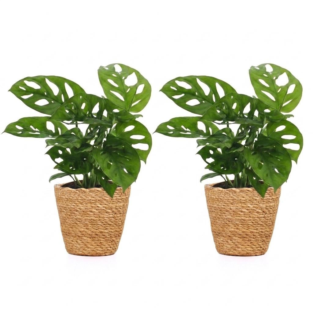 Monstera Adansonii - Rhaphidophora Tetrasperma - 2 Plants - with Basket - Pot 12cm - Height - 25cm