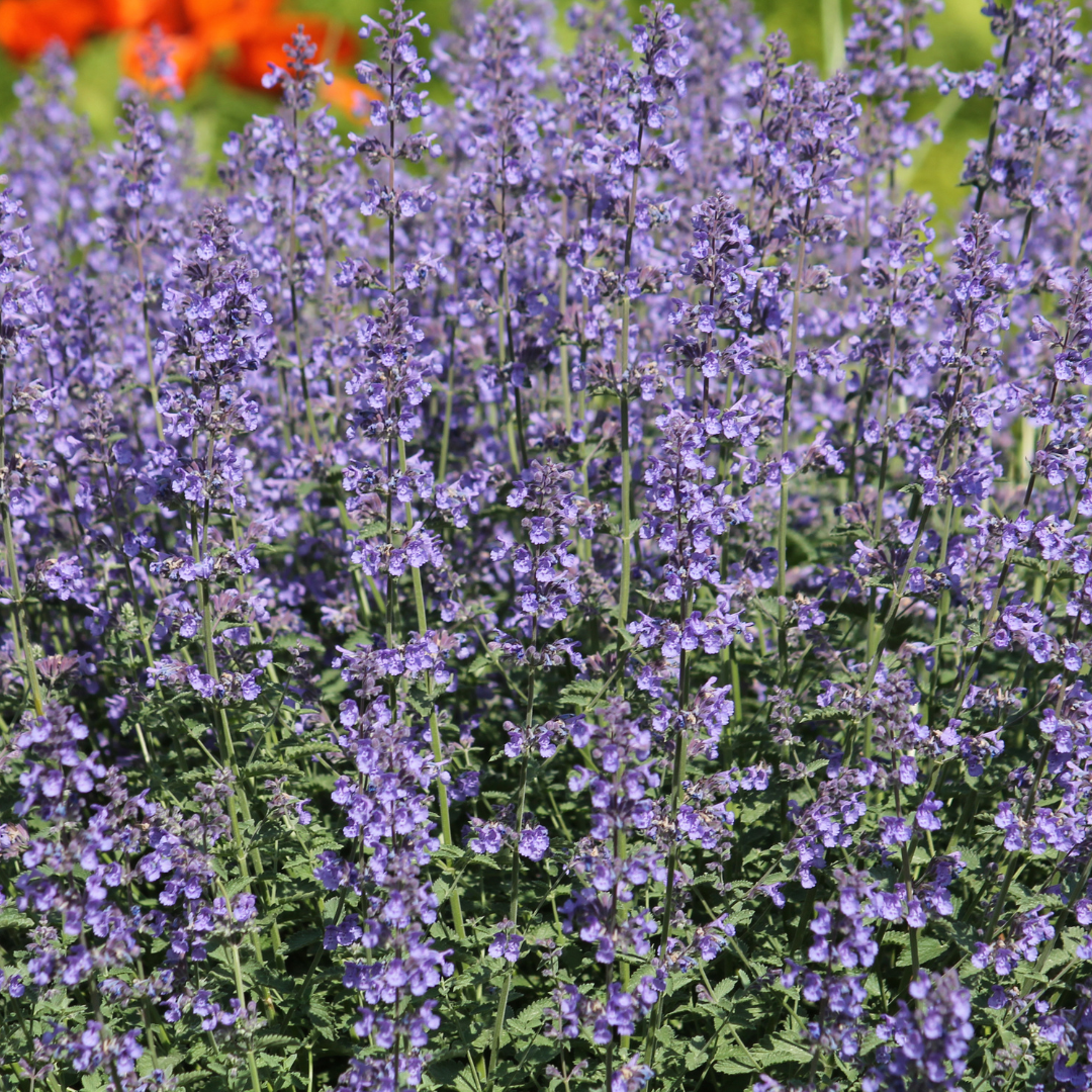 60x Nepeta 'Grol' - ↕10-25cm - Ø9cm