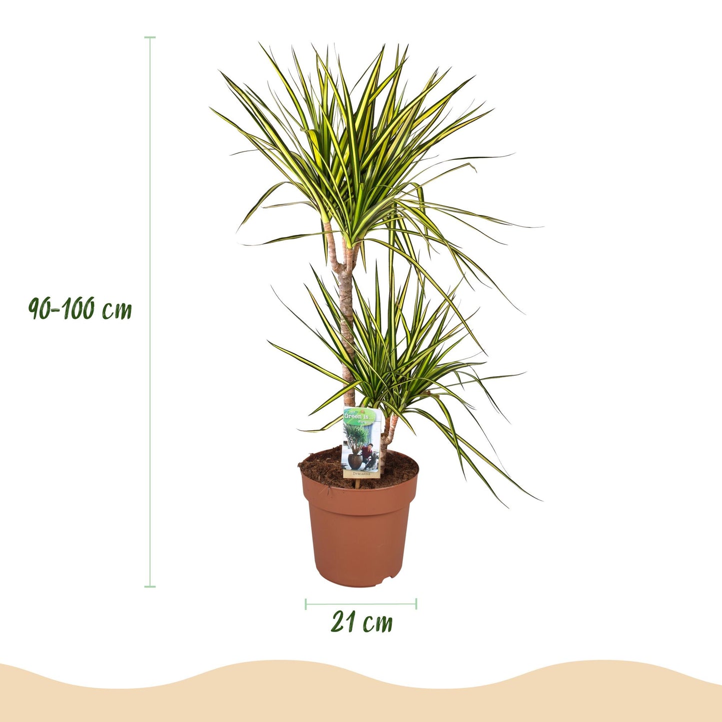 Green BoutiQ - Green is... Houseplants - Dracaena Sunray - Dragon Blood Tree - Low maintenance - Green - 1 Plant - Pot 21cm - Height 90-100cm