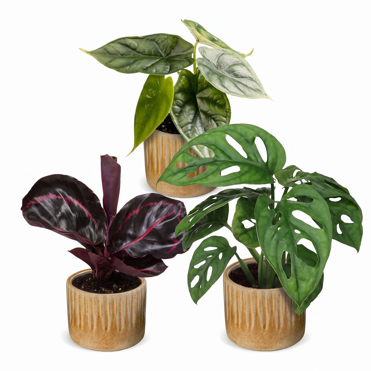 3x Baby Jungle Mix - Assorted - Tropical - incl. Linnea Honey - Ø6cm - ↕10-15cm