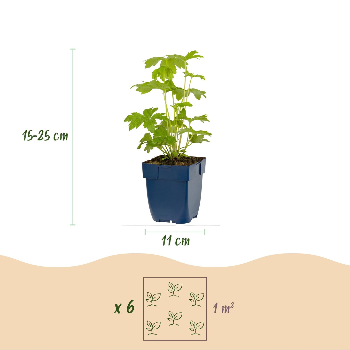 Green boutiQ - Plante vivace - Delphinium (P) Astolat - Gloire du jardin - Attire les abeilles et les papillons - Rose - 24 Plantes - Pot 11cm - Hauteur 15-25cm