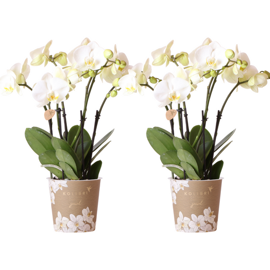 Kolibri Orchidee I OFFERTA COMBI di 2 orchidee Phalaenopsis bianche - dimensioni vaso Ø12 cm | pianta d'appartamento in fiore - fresca dal coltivatore