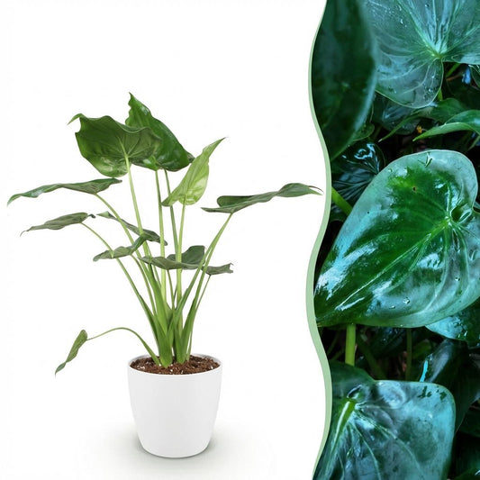 Green boutiQ - Houseplants - Alocasia Cucullata - Buddha's Hand - Low maintenance - Green - 1 Plant - with Potter White - Pot 21cm - Height 65-70cm