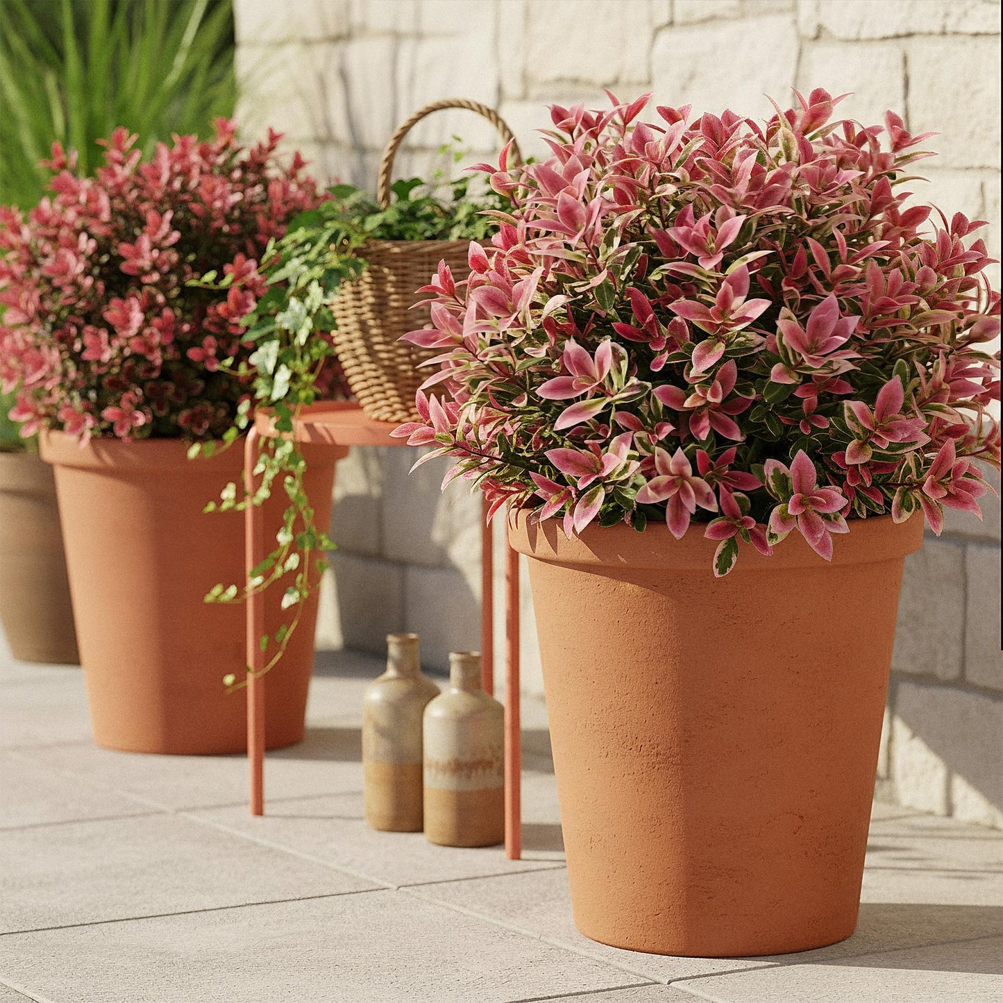 Garden Plant - Leucothoe Colour Diamond - Variegated - 1 Plant - Evergreen - Low Maintenance - Pot 17cm Height 45cm