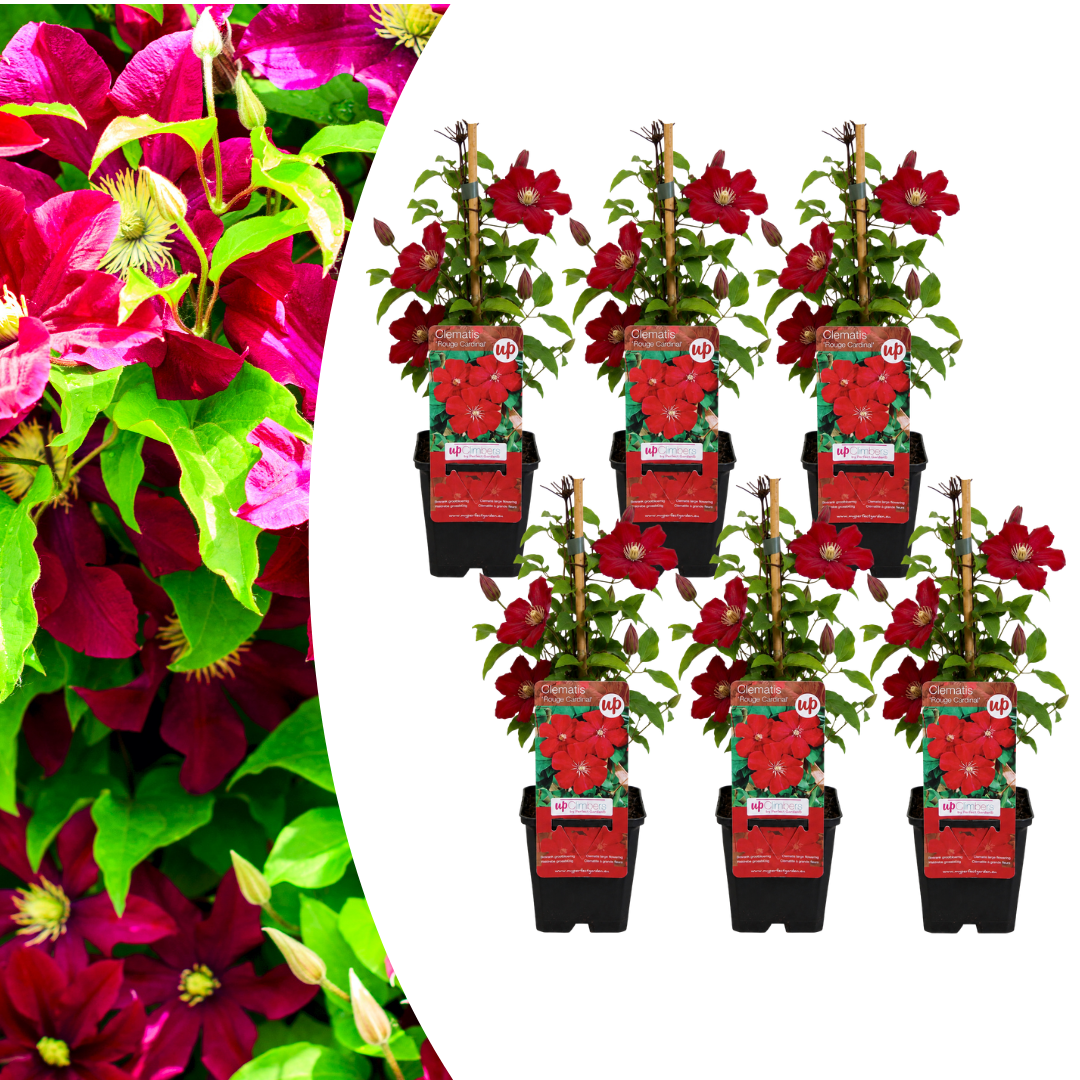6x Clematis 'Rouge Cardinal' – P9 pot – beautiful red-flowering climbing plant