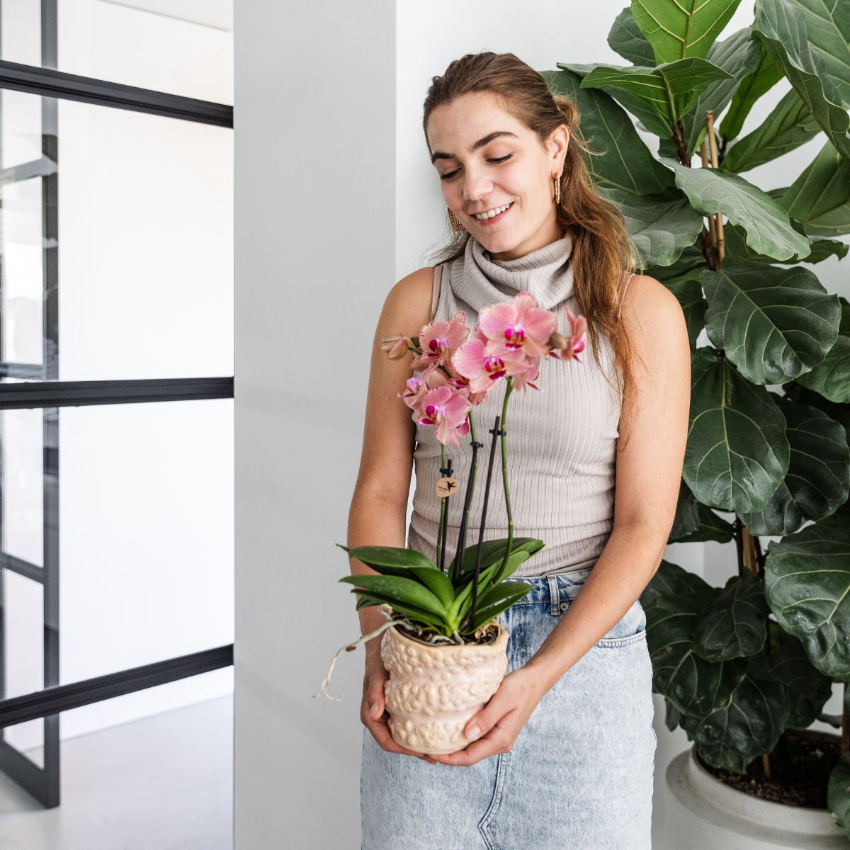 Hummingbird Orchids | COMBI DEAL of 4 Phalaenopsis orchids - Pirate Picotee - pot size Ø12cm | flowering houseplant - fresh from the grower