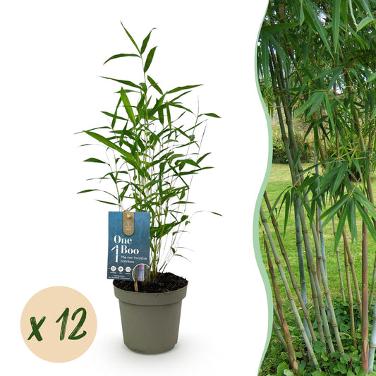 Green boutiQ - Bamboo - Fargesia Blue Dragon - Evergreen - Non-Invasive - Green - 12 Plants - Pot 14cm - Height 35cm