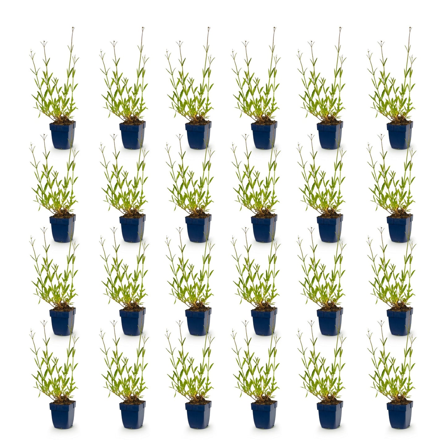 Vasteplant - Verbena bonariensis - Ijzerhard - Bijen- en vlinderlokkers - Paars - 24 Planten - Pot 11cm - Hoogte 15-25cm