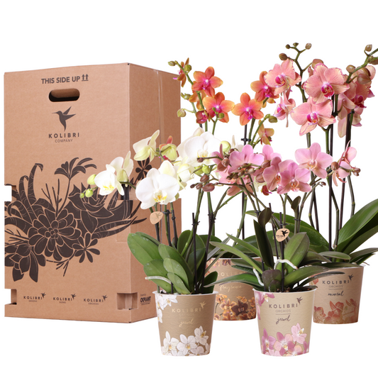 Kolibri Orchidee - Mix di scatole a sorpresa - scatola sconto per piante - scatola a sorpresa con 4 diverse orchidee 12 cm - fresche dal coltivatore