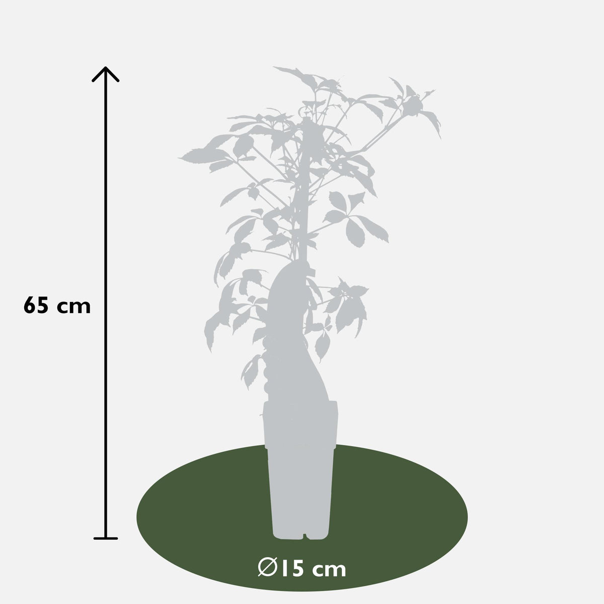 Parthenocissus henryana - Vite americana cinese - Ø15cm - ↕65cm