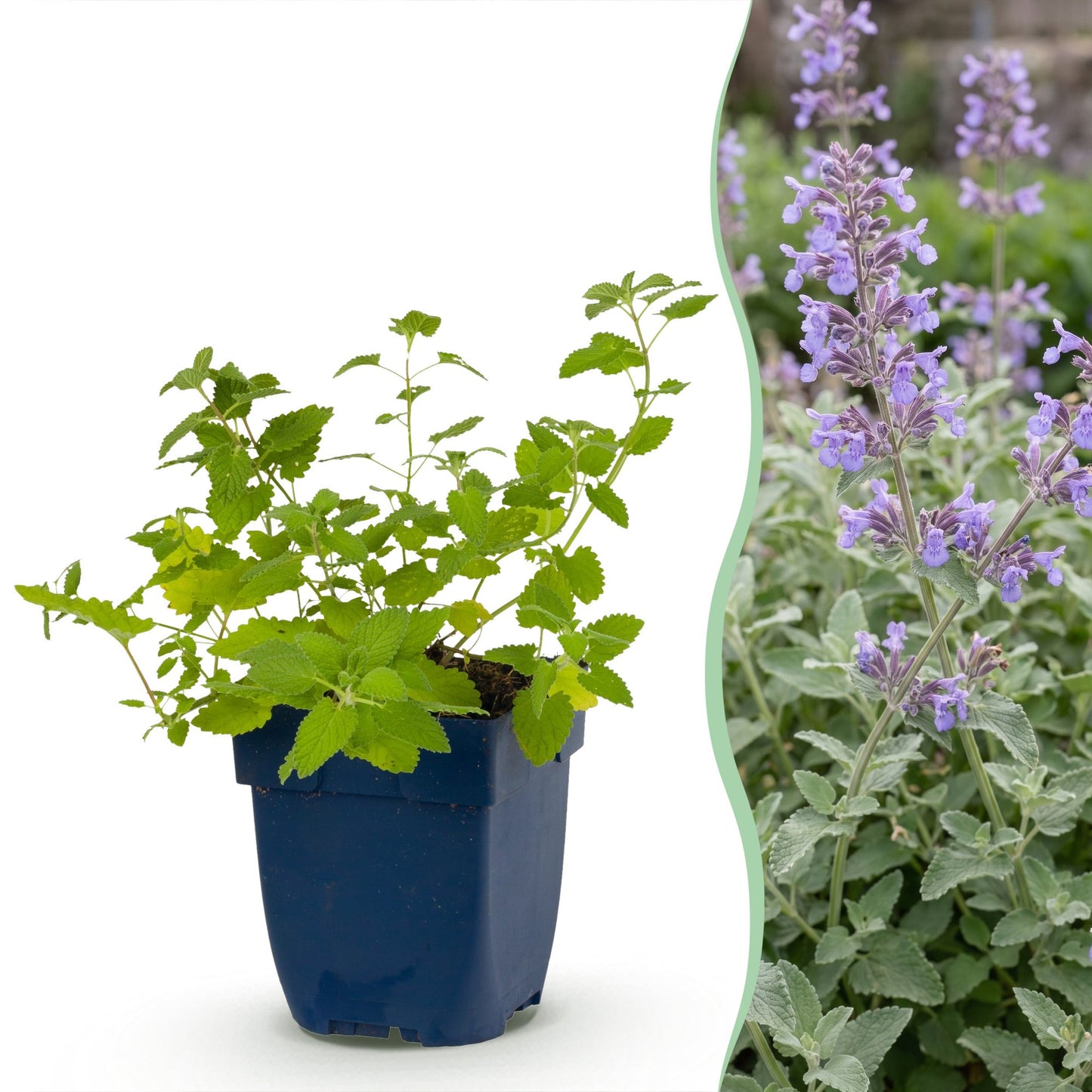 Perennial - Nepeta faassenii - Catmint - Bee and Butterfly Attractor - Purple - 24 Plants - Pot 11cm - Height 15-25cm