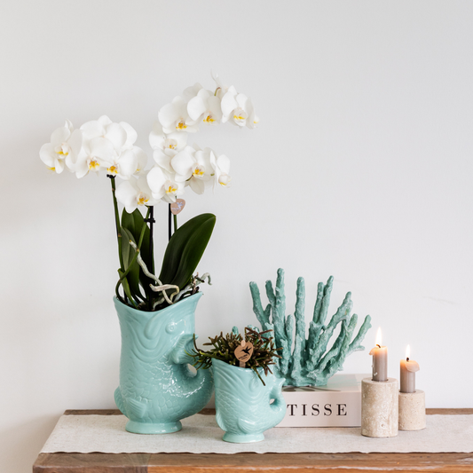 Orchidee colibrì | orchidea Phalaenopsis bianca - Amabilis + Fish pot turchese - dimensioni vaso Ø9cm | pianta da appartamento fiorita - fresca dal coltivatore