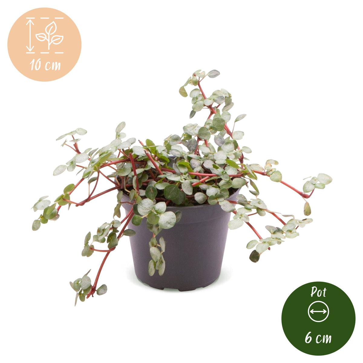 Pilea Glaucophylla Greyzy - Zilverblad Pilea - Grijs - Rood - Tropisch - Ø6cm - ↕10cm