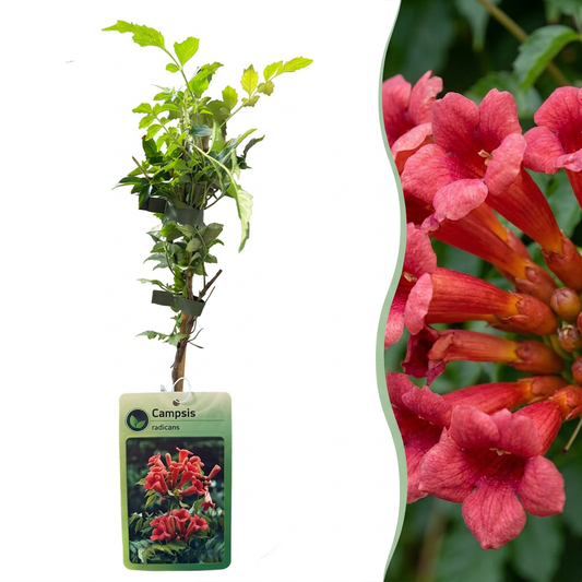 4x Campsis radicans - Trumpet vine - Orange - Red - Climbing plant - Ø9cm - ↕35cm