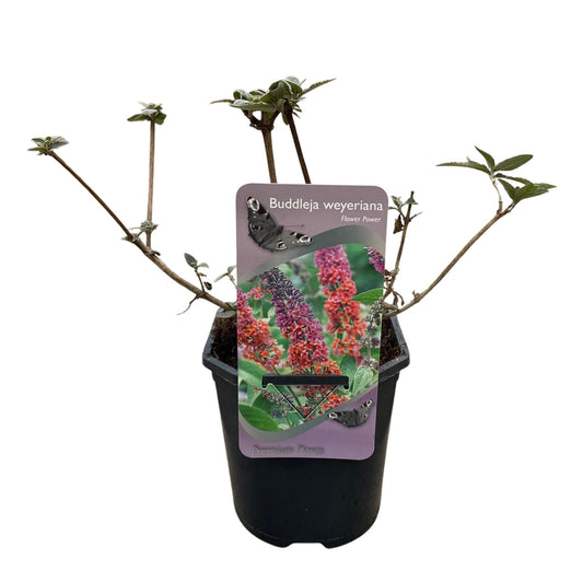 Green boutiQ - Vlinderstruik - Buddleja davidii Flower Power - Bloem Oranje Paars - 1 Plant - Bladverliezend - Vlinderlokkend -  Pot 17cm Hoogte 30cm