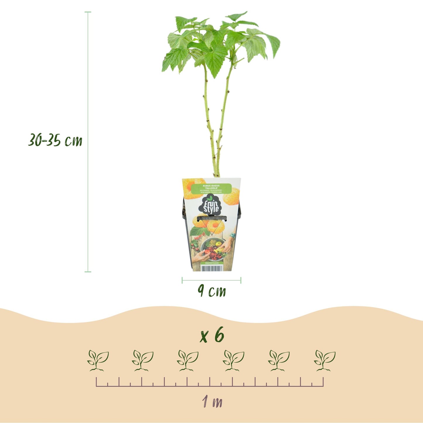 Green boutiQ - Fruitplanten - Framboos - Rubus idaeus Fallgold - Winterhard - 3 Planten - Pot 9 cm - Gele Framboos