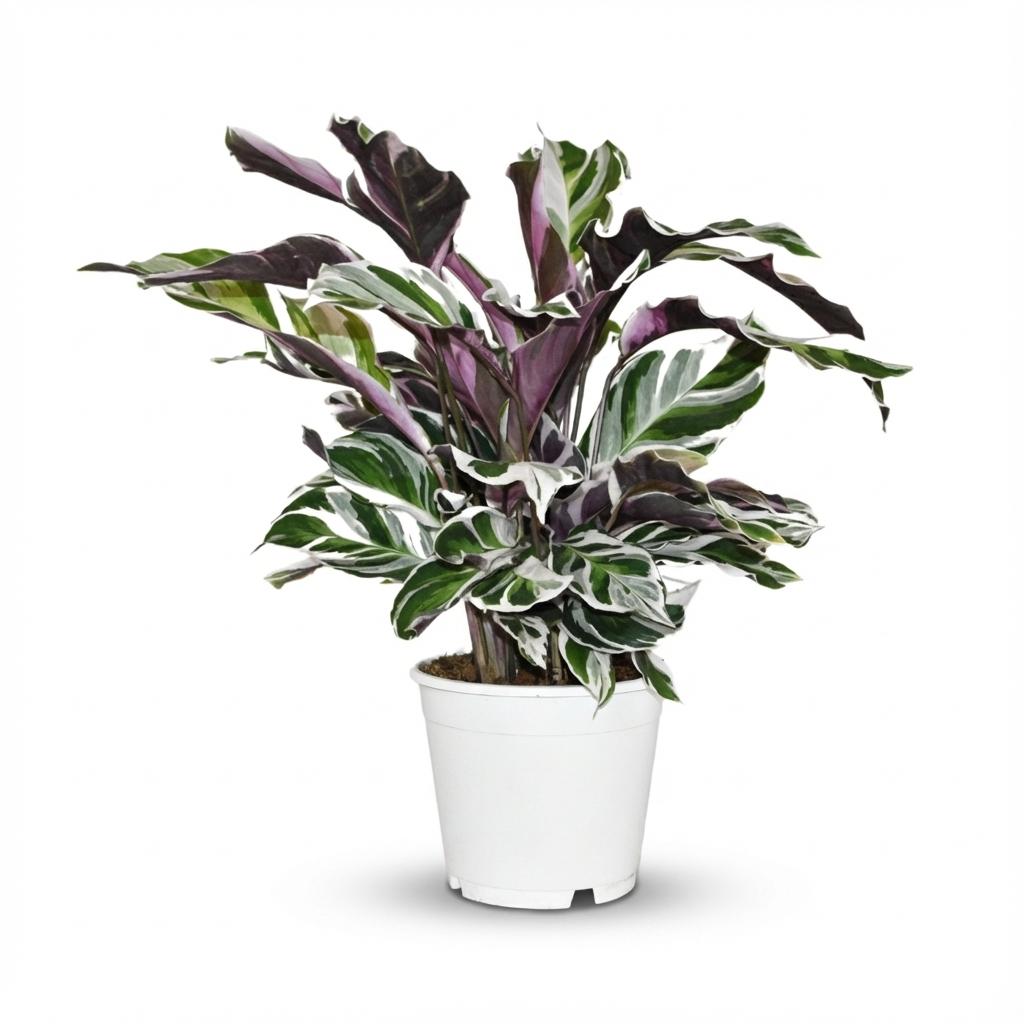 Calathea Fusion White - Ø 14 cm - Altezza: 35 - 40 cm