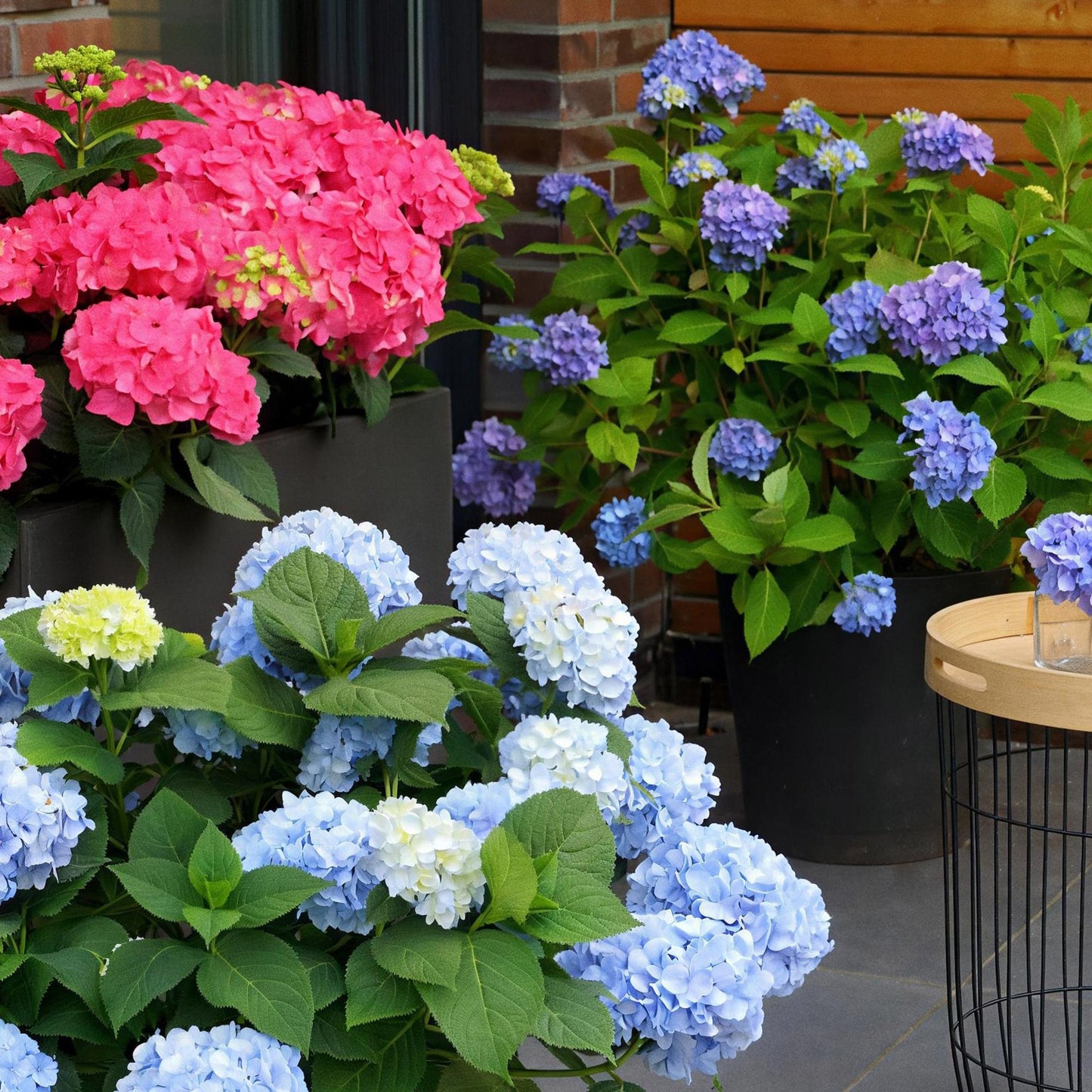 Green boutiQ - Garden Plant - Hydrangea Endless Summer The Original Blue - Hydrangea - Hardy - Blue - 48 Plants - Pot 14cm - Height 20-25cm