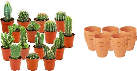Mini Cactus Mix - 15 Pieces - Ø 8,1 cm - Height: 5-10 cm - Terracotta Pots