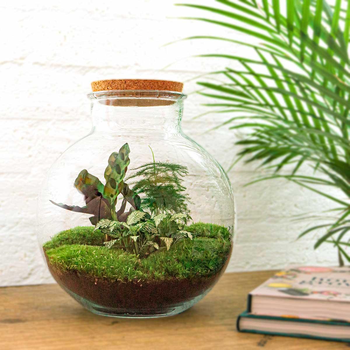 DIY Plant terrarium (with lighting) - Bolder Bob - Ø 31 cm ↑ 30 cm - Rake + Shovel + Tweezer + Scissors
