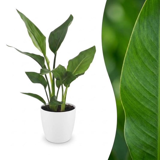 Strelitzia Reginea - Bird of Paradise Flower - 1 Plant - with White Pot - Pot 12cm - Height - 35cm