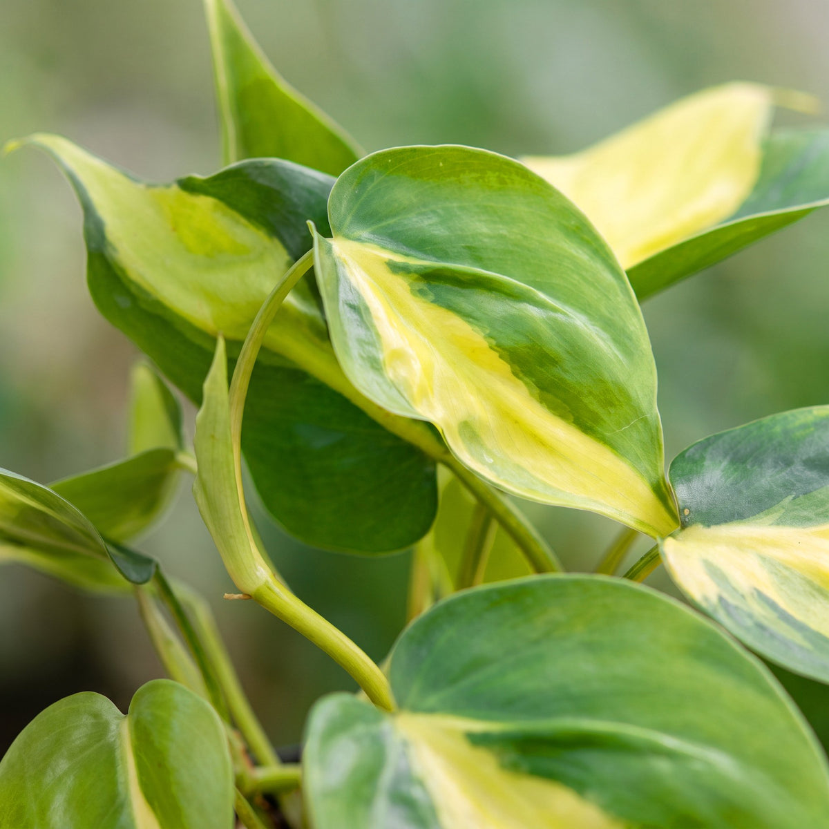 Philodendron Scandens Brazil - Heartleaf Philodendron Brazil - Green - Yellow - Tropical - Ø6cm - ↕12cm