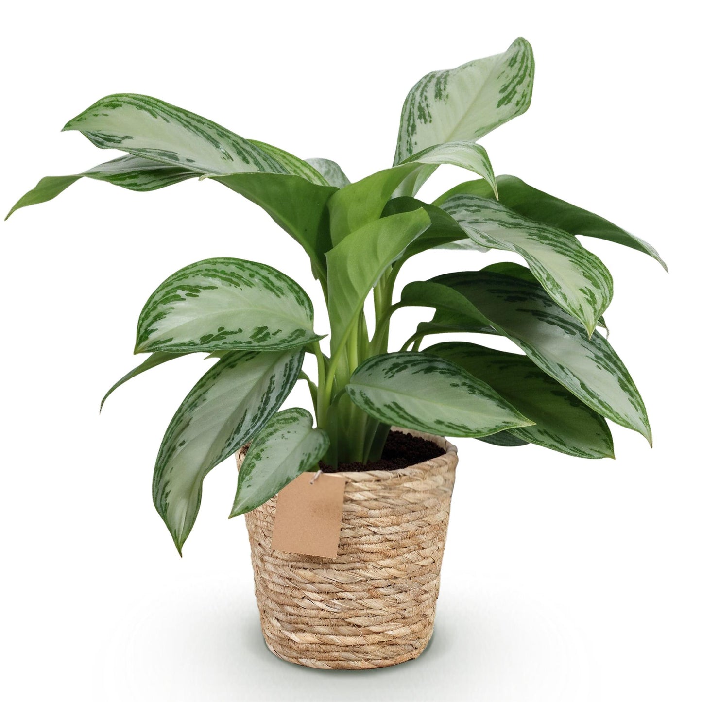 Green is... Houseplants - Aglaonema Silver Bay - Silver Leaf - Low maintenance - with basket - Green - 1 Plant - Pot 17cm - Height 70-75cm