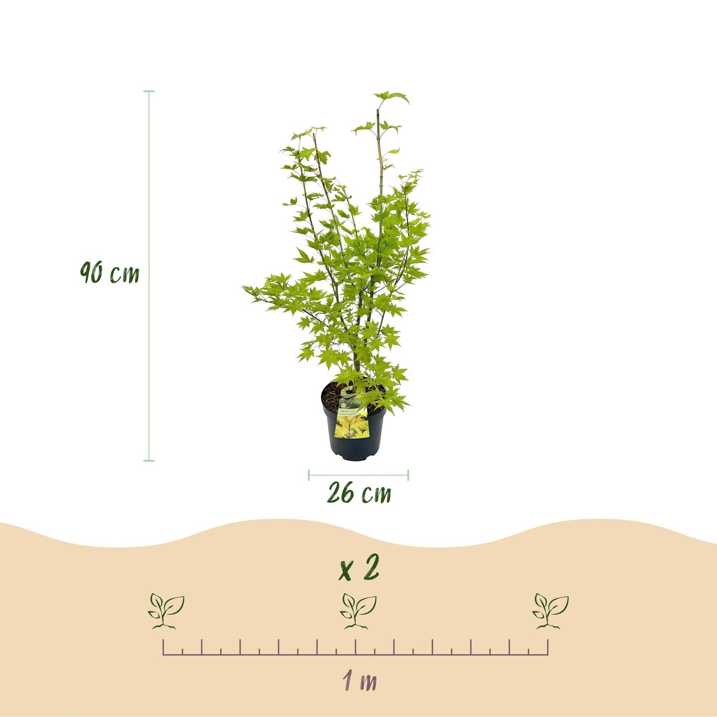 Green boutiQ - Garden Plant - Acer palmatum Summergold - Japanese Maple - Deciduous - Yellow - 1 - Pot 26cm - Height 90cm
