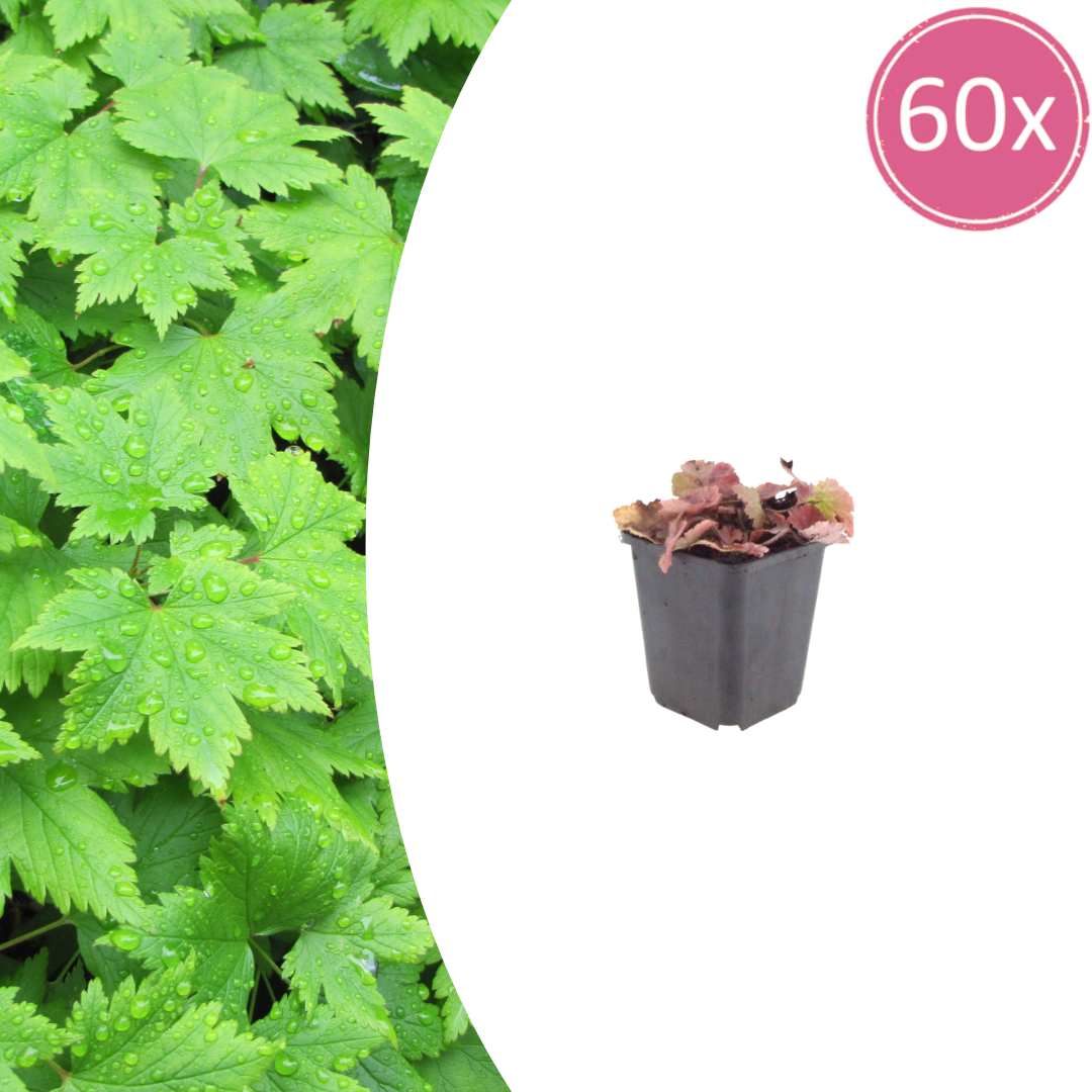 60x Tiarella cordifolia - ↕10-25cm - Ø9cm